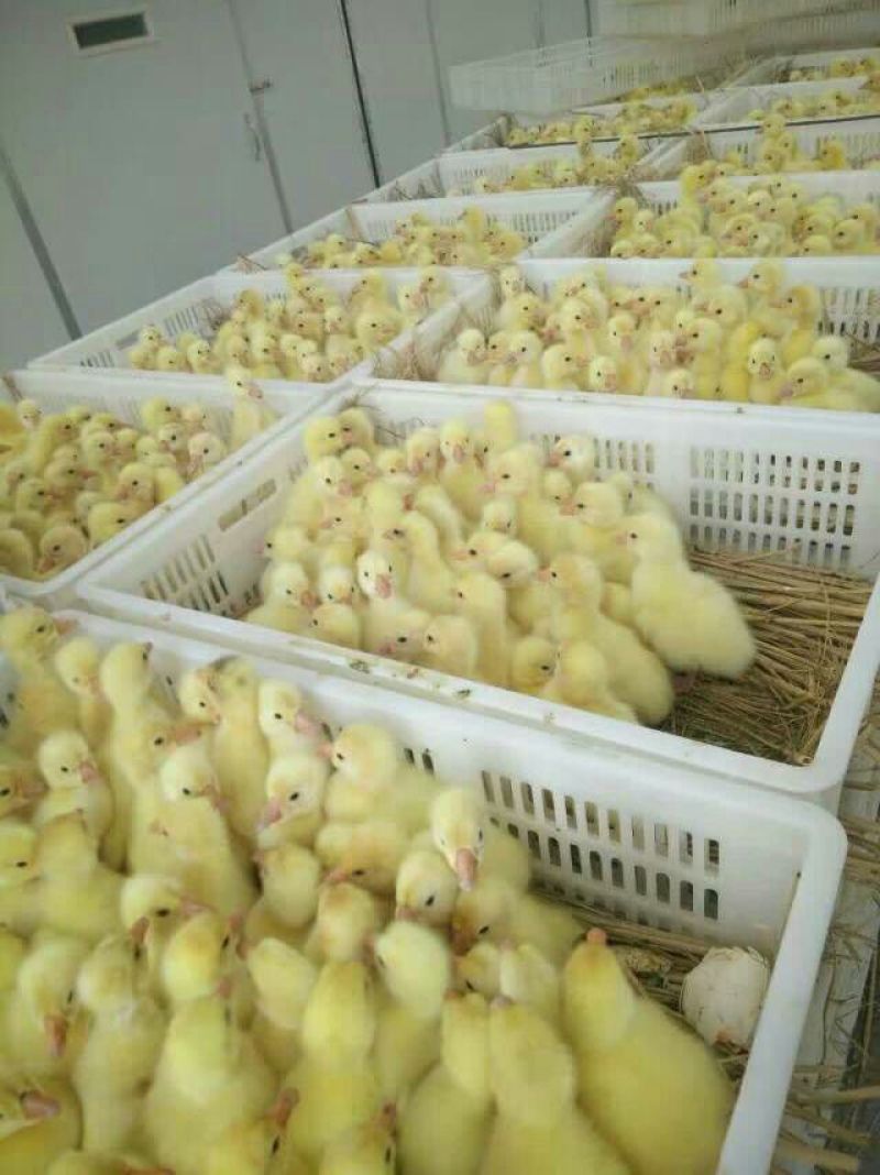 鹅苗250g以下