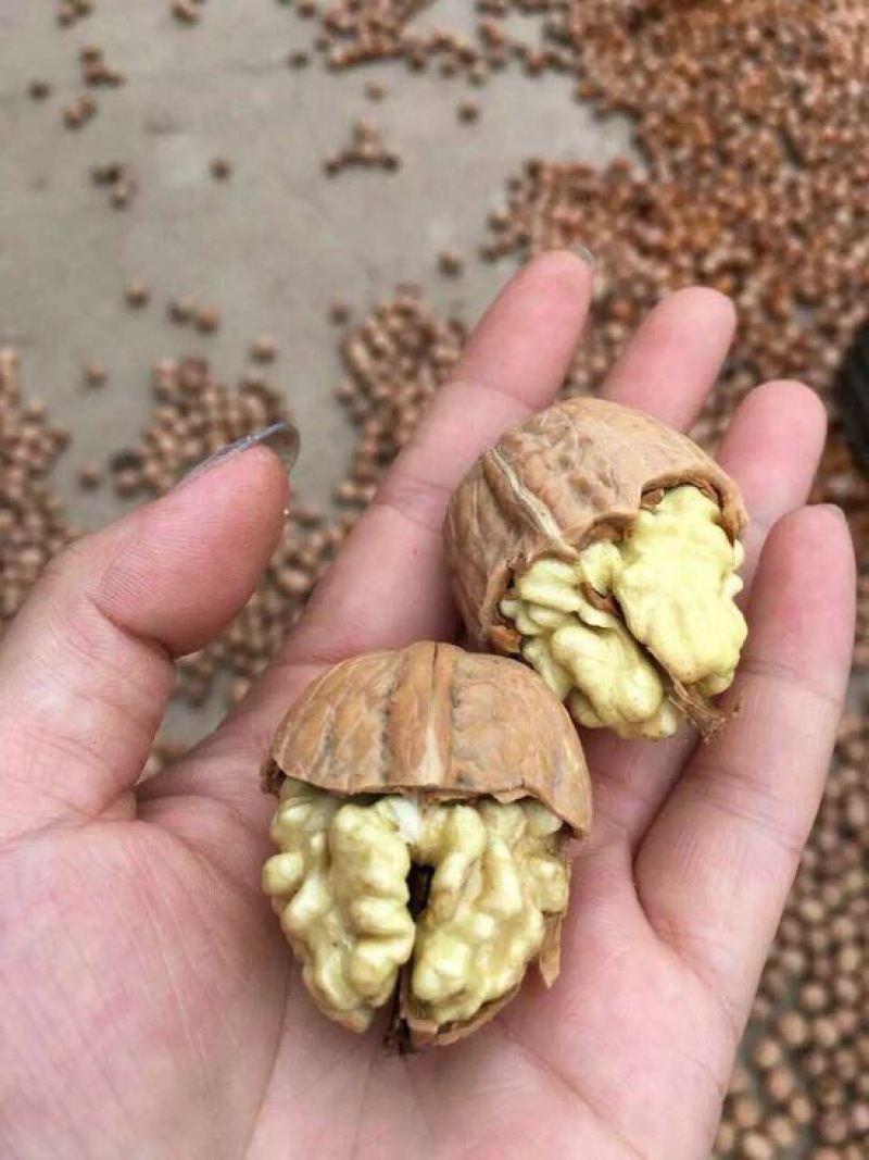 薄皮核桃