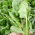 大叶菠菜20~25厘米