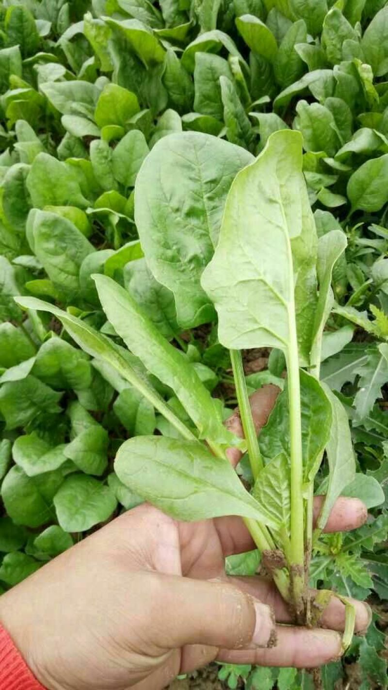大叶菠菜20~25厘米