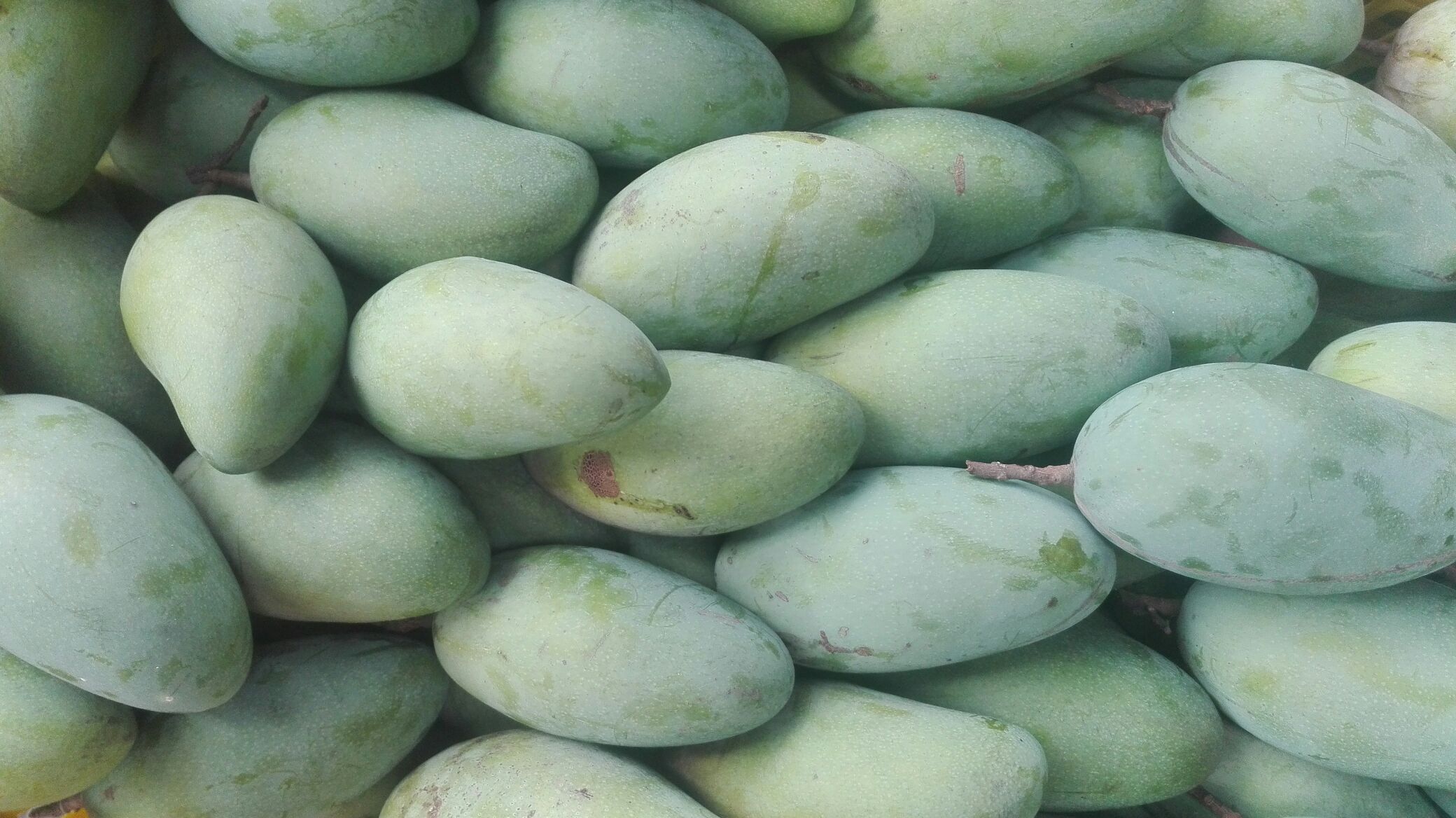 广西百色市田东县大青芒 4两以上批发_黄尚成