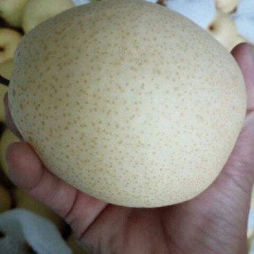 酥梨200~250g纸袋