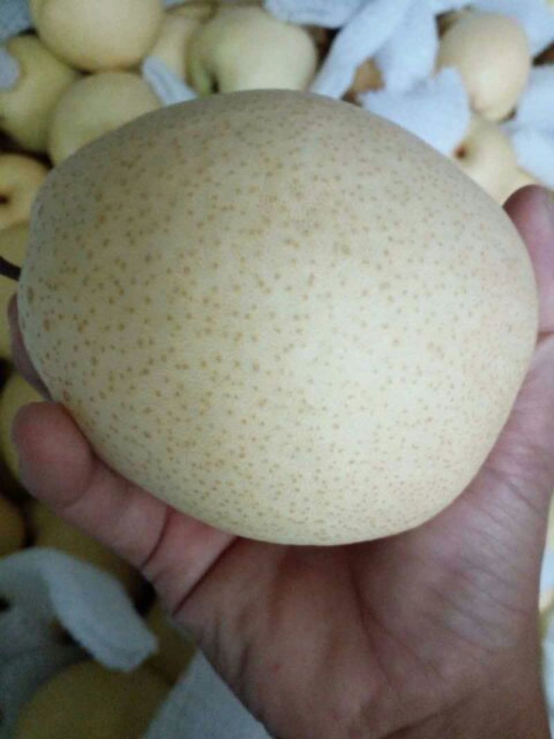 酥梨200~250g纸袋