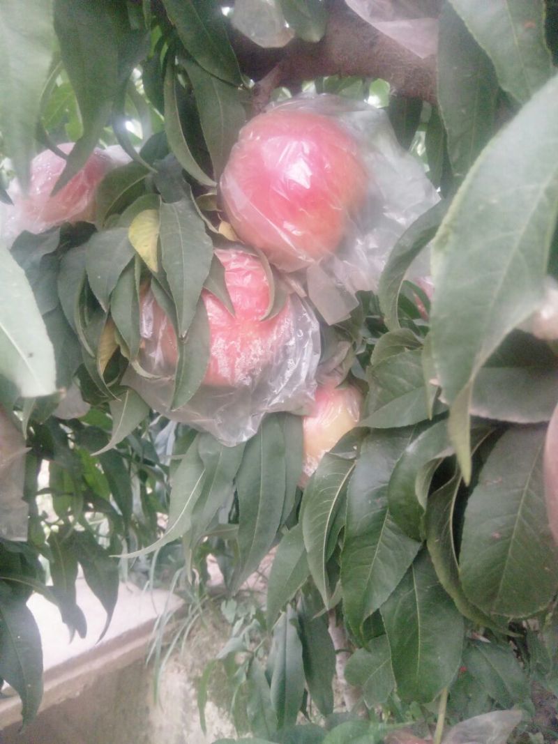 富岛桃王毛桃批发，膜袋毛桃基地价格