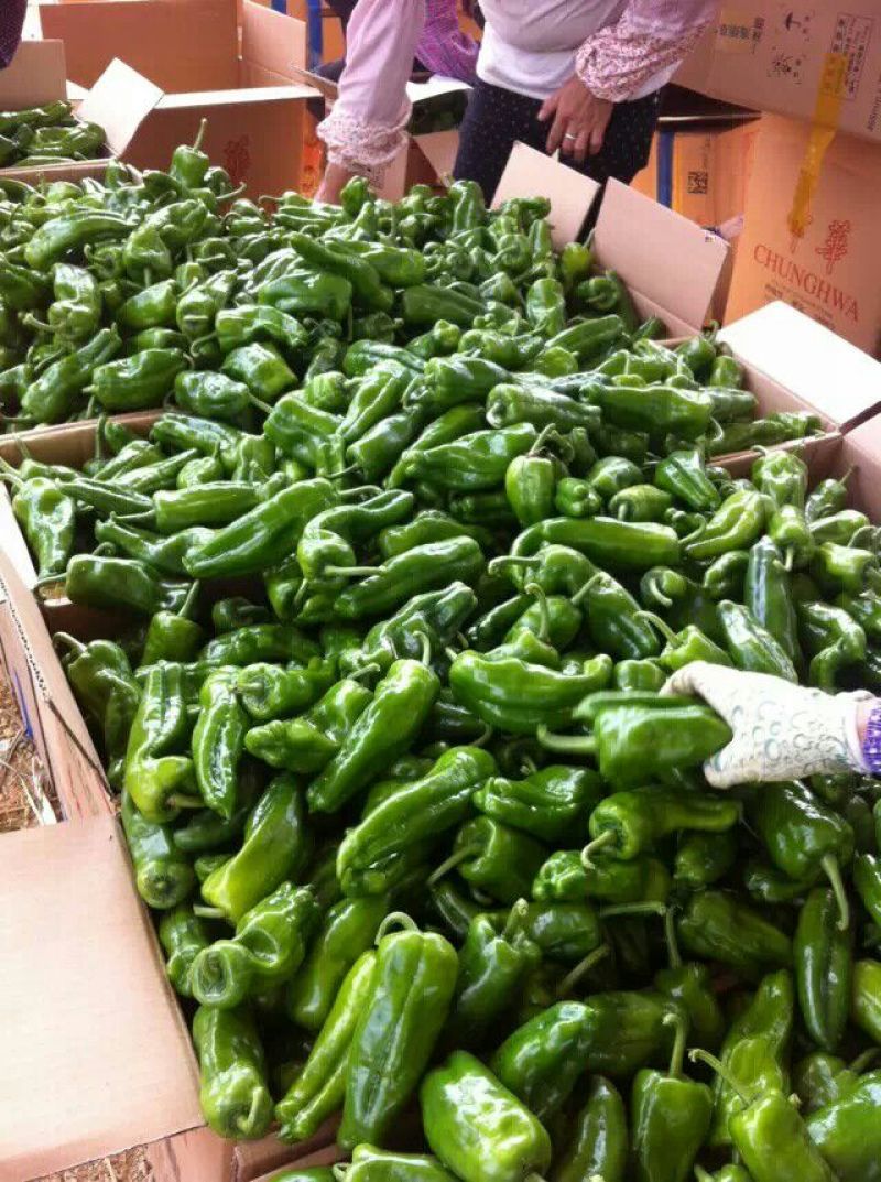 广西南宁市供应线椒，白辣椒，泡椒，豆角，茄子，质量好价