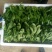 越冬菠菜20~25厘米