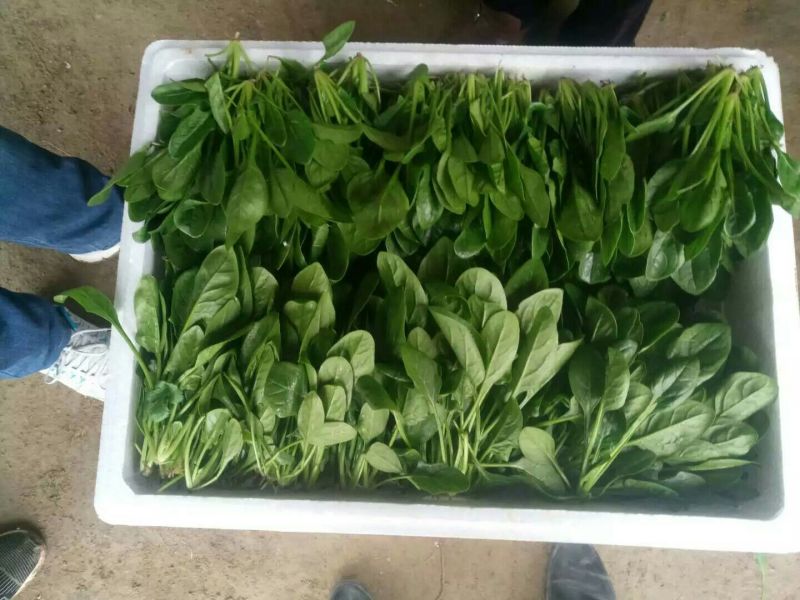 越冬菠菜20~25厘米