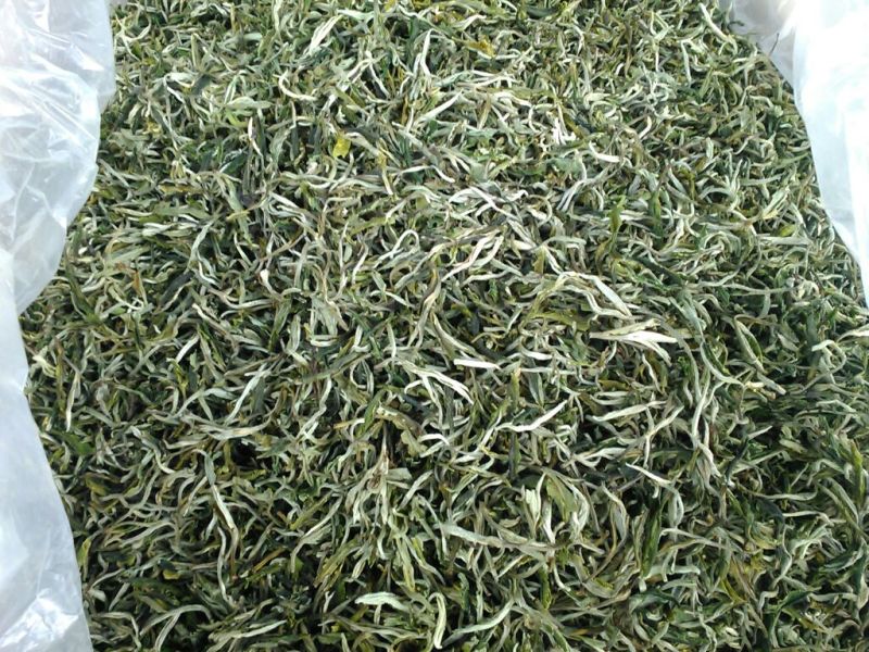 普洱绿茶