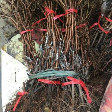 葡萄苗1年30~50cm