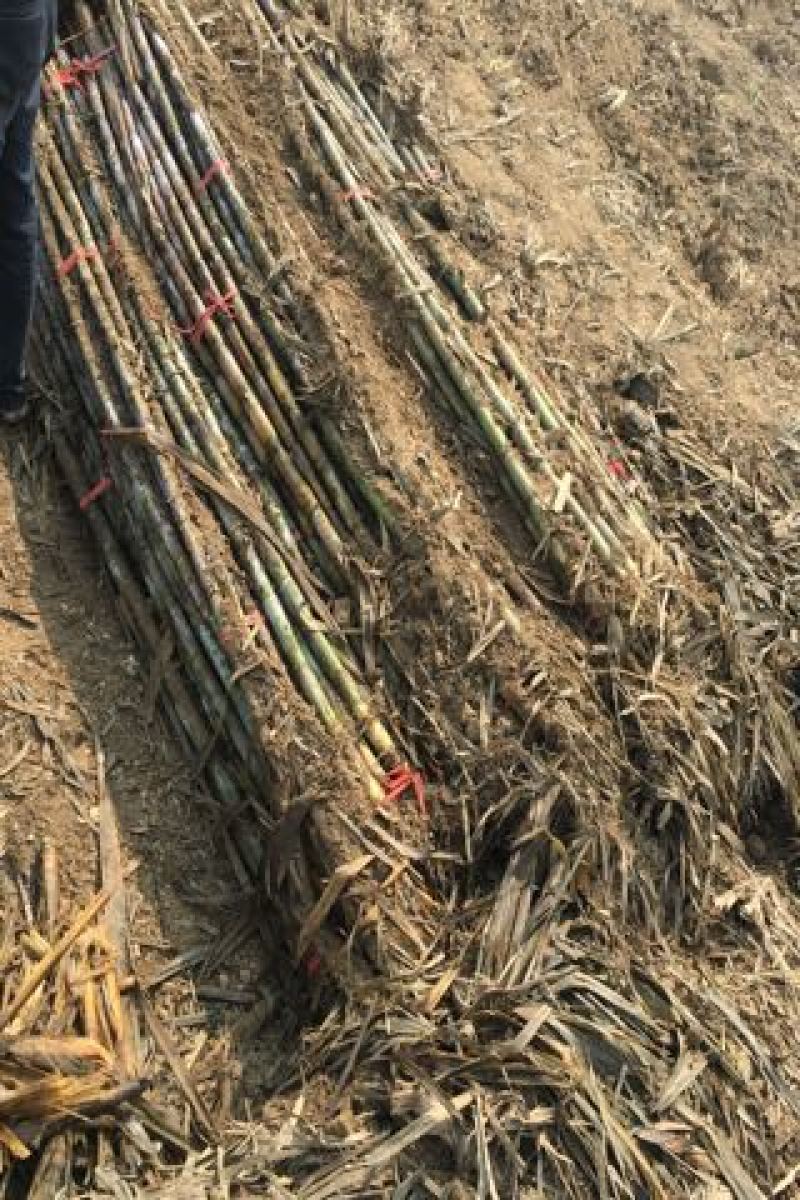 青皮白玉甘蔗