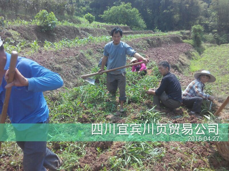 砂仁苗