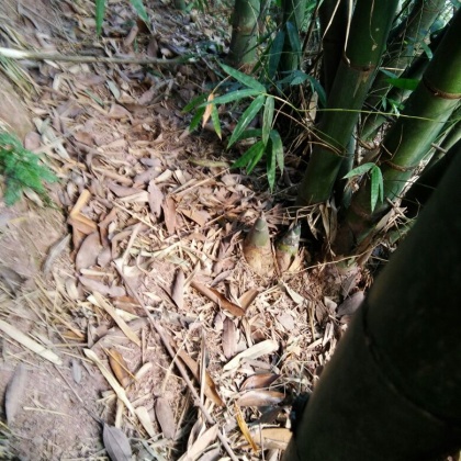 广西玉林市容县竹笋 13~17cm批发_1807*506