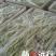 九粒白芸豆20cm以上