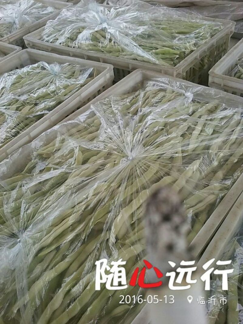 九粒白芸豆20cm以上