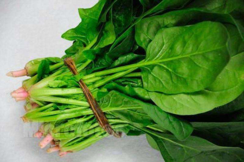 大叶菠菜15~20厘米
