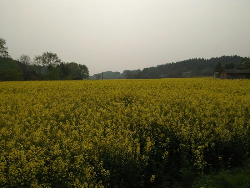 菜油