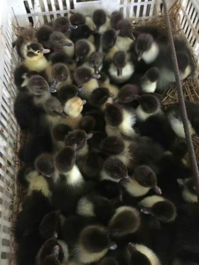 鹅苗250g以上