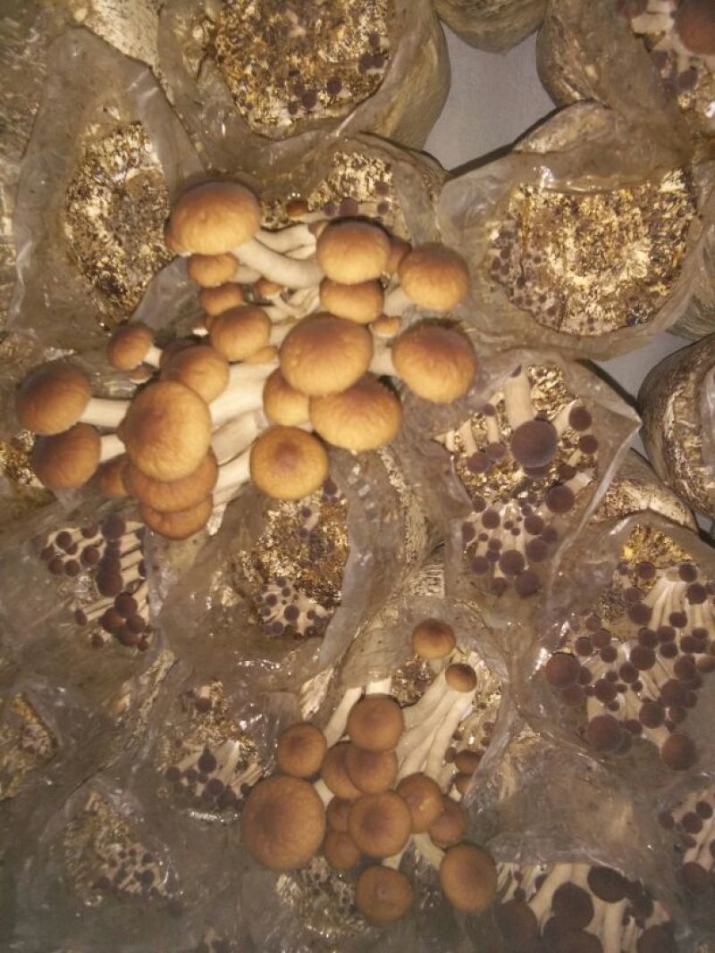 茶树菇