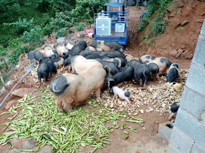 巴马香猪漳浦县南浦乡特色小型猪种开顺家庭农场