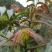 香椿芽11~20cm