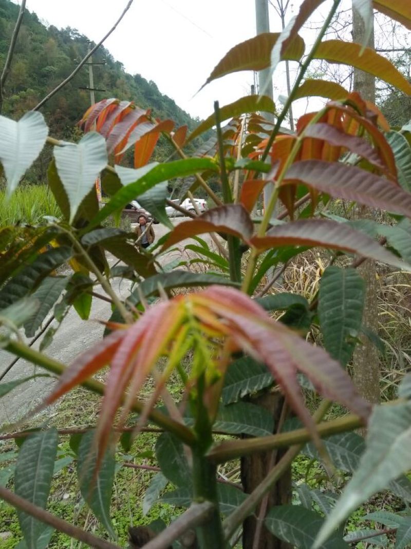 香椿芽11~20cm