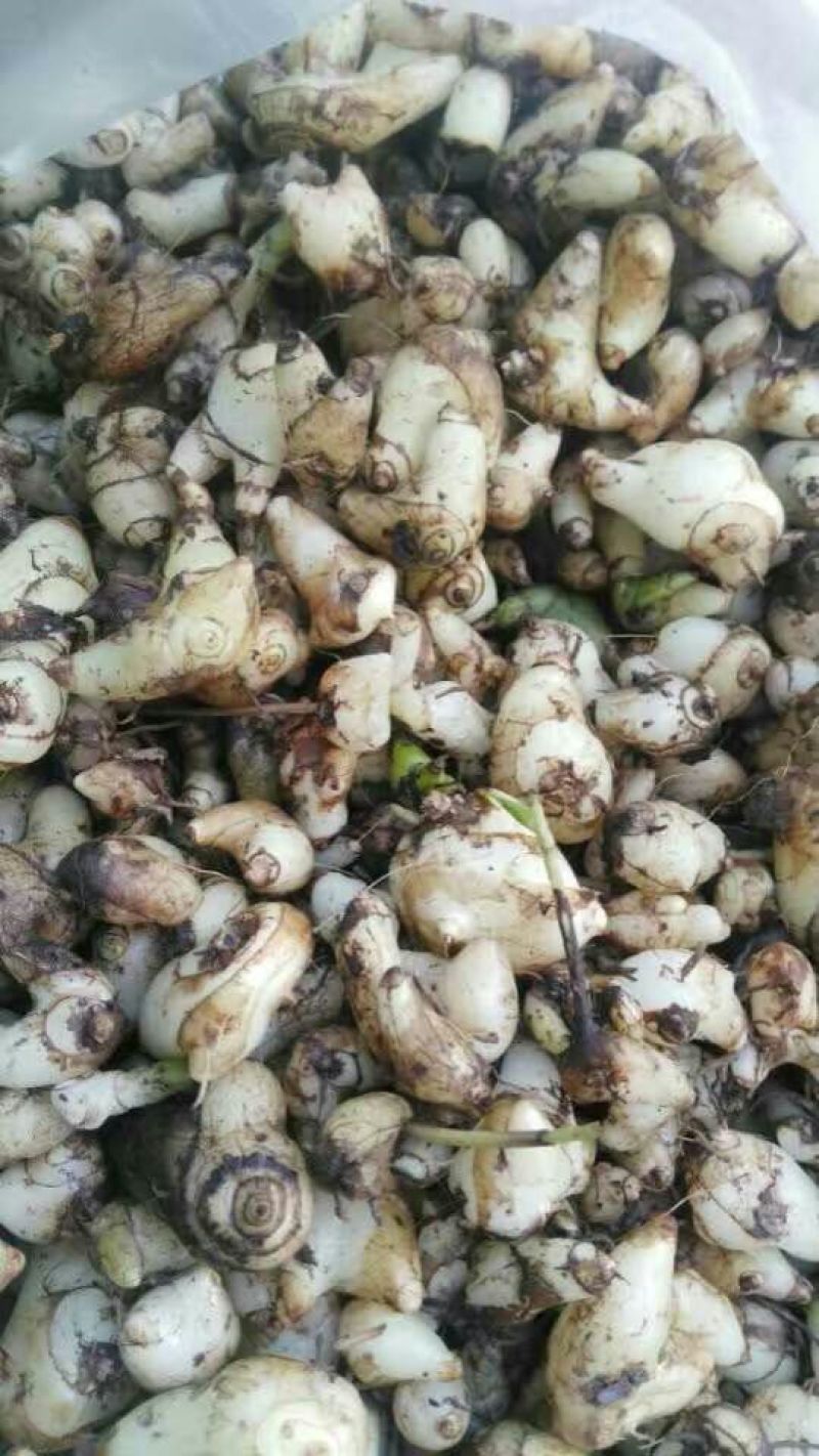 白芨野生加移植药用成份高