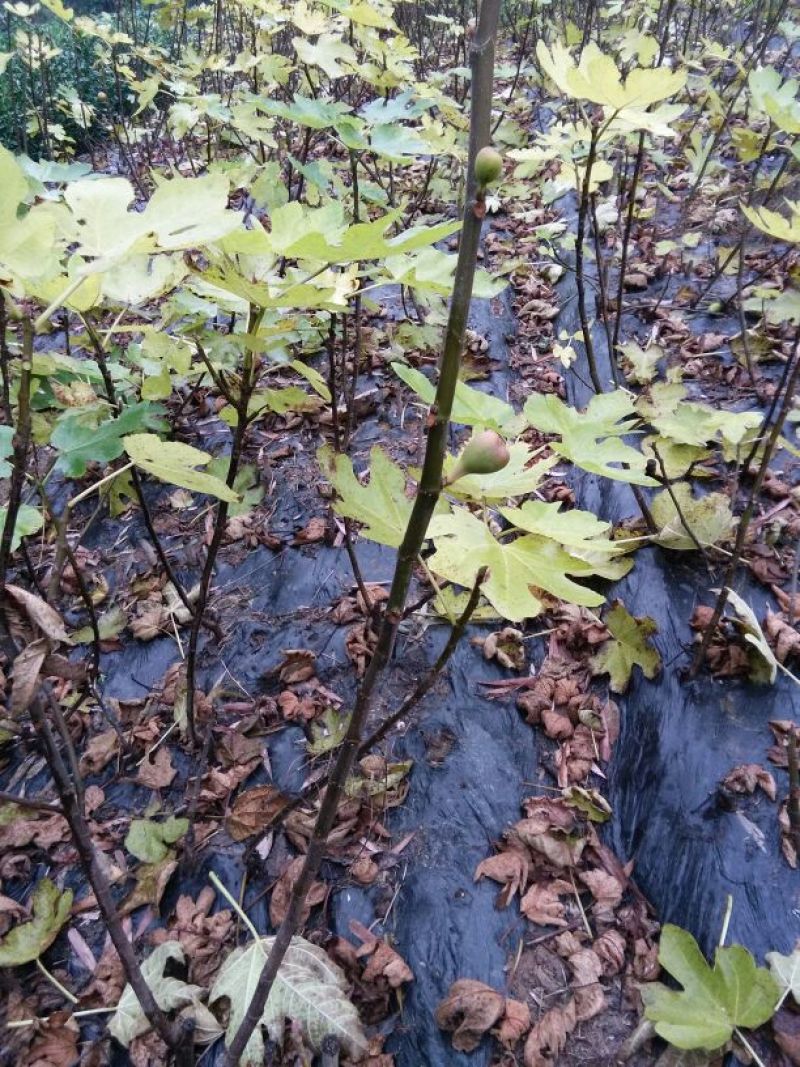 无花果苗30~50cm