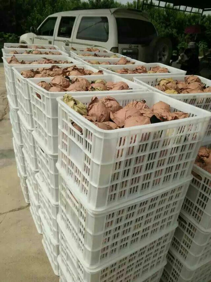 晚秋黄梨300~350g纸加膜
