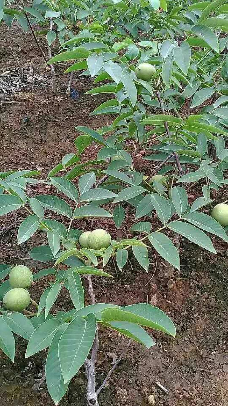 香玲核桃去皮干