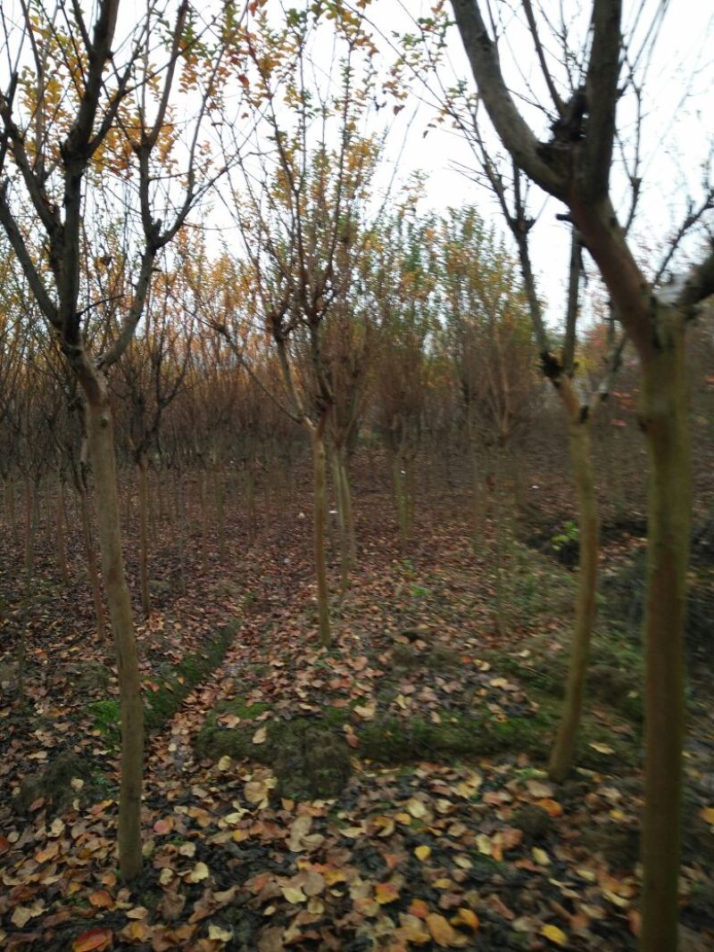百日红4~6cm3~3.5米1~2米