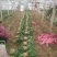菠菜25~30厘米