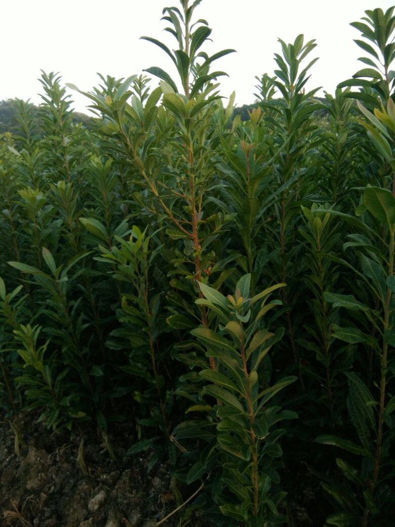 杨梅树30~50cm