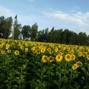 葵花100~150cm