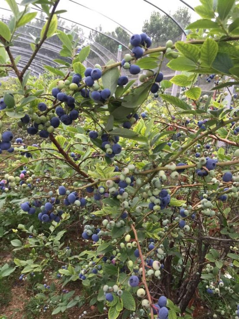 蓝莓