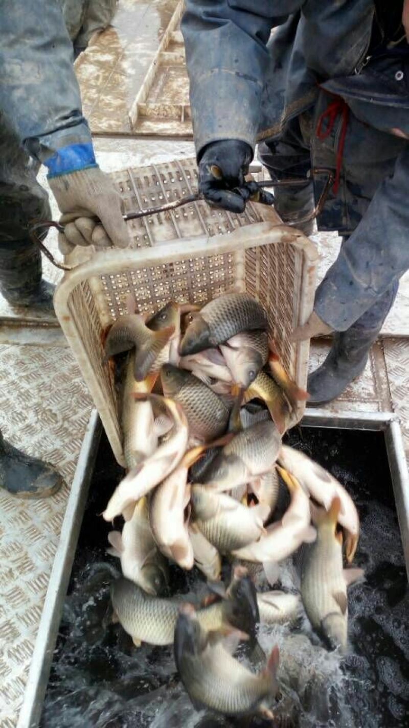 池鲤鱼食用1~2公斤