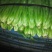 油麦菜20~25厘米以上