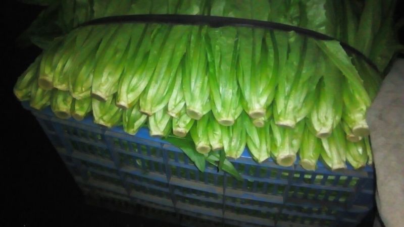 油麦菜20~25厘米以上