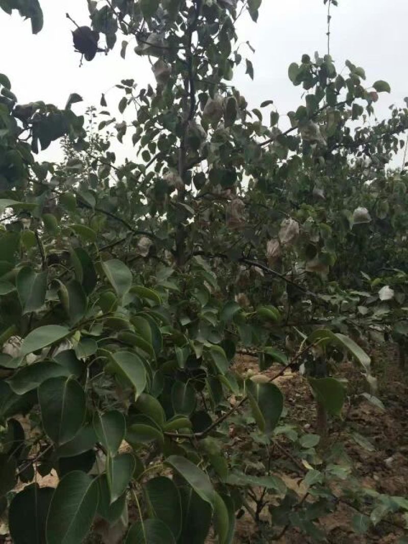 砀山梨250~300g纸袋