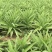 河北张家口张北县青皮尖叶青肉莴笋单颗2斤左右