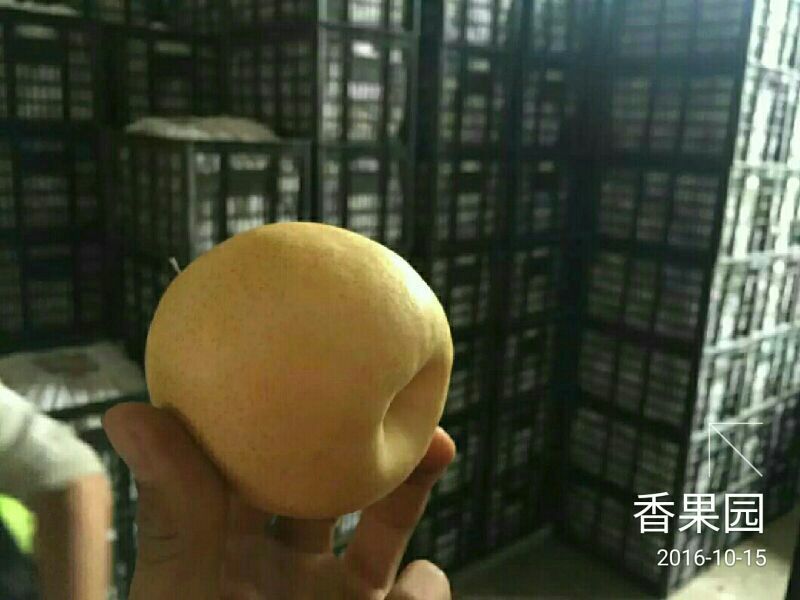 贡梨纸袋200~250g