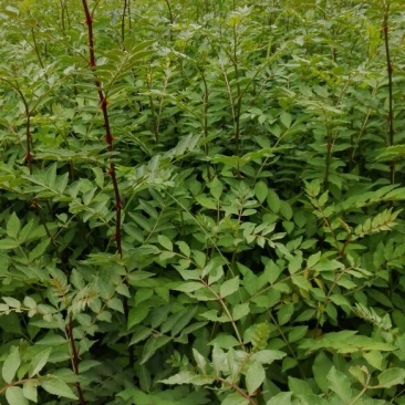 花椒苗0.5~1年