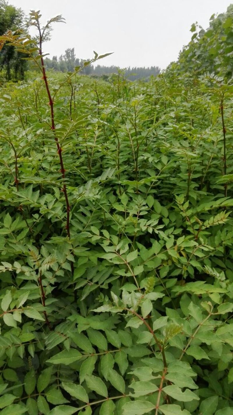 花椒苗0.5~1年