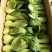 小油菜2两以上需要联系我合作共赢
