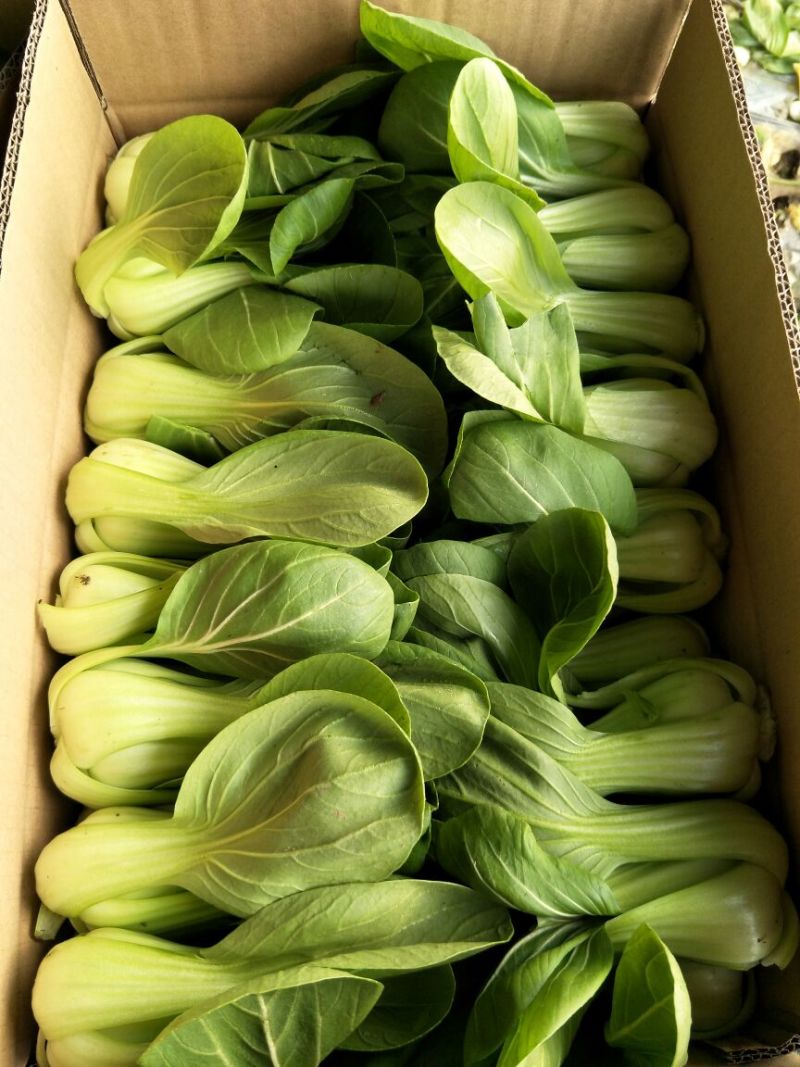 小油菜2两以上需要联系我合作共赢