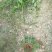 【推荐】桂花苗桂花大小苗产地直销成活率高量大从优