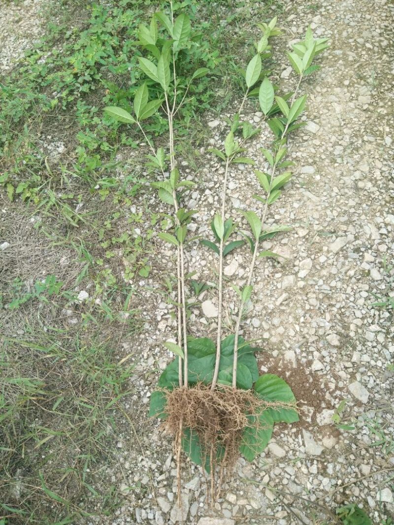 【推荐】桂花苗桂花大小苗产地直销成活率高量大从优