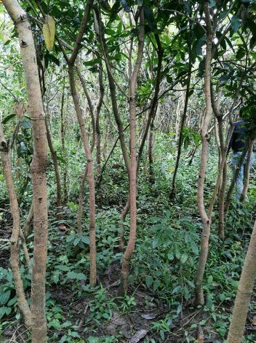 广州市从化七星农产品交易市场芒果苗 1~1.5m