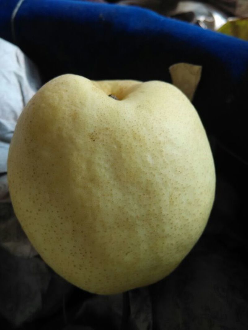 礼泉酥梨200~250g纸袋