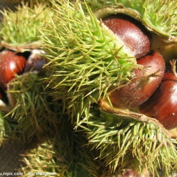 野生板栗菜栗种特选