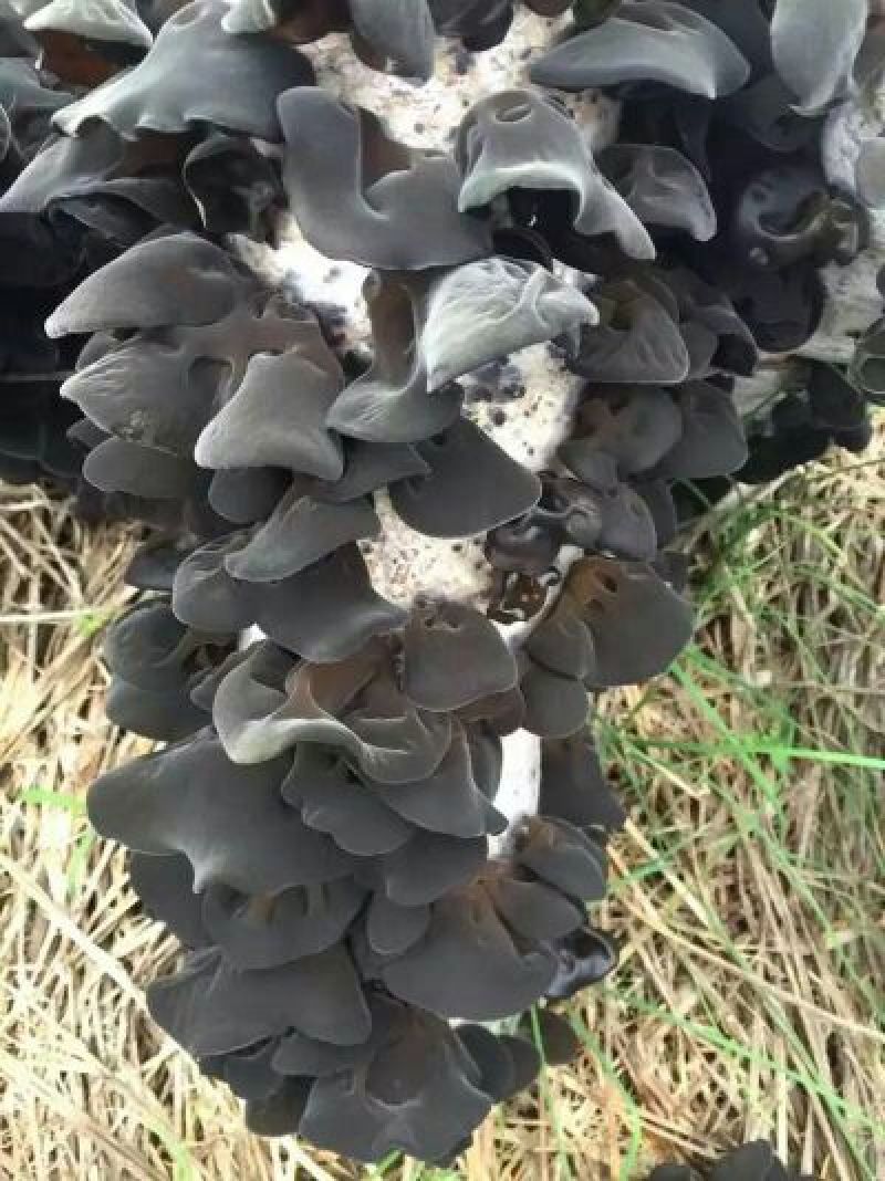 黑木耳特级